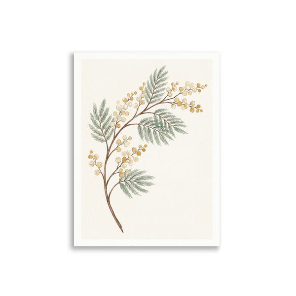 Print Botanique Minimaliste – Acacia Aquarelle