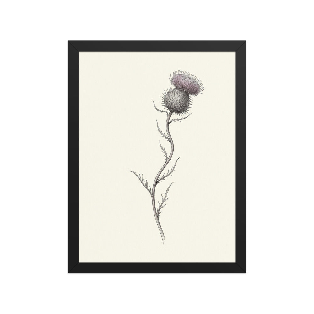 Affiche encadrée fleur chardon bohème