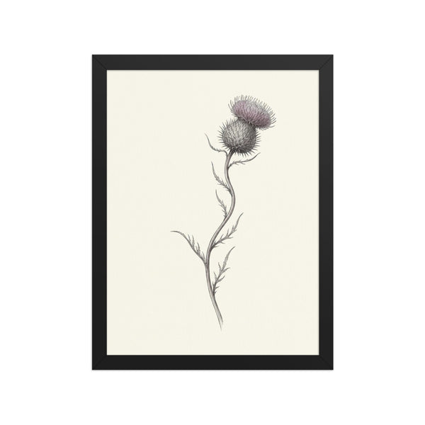 Affiche encadrée fleur chardon bohème