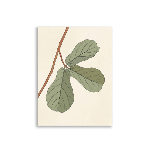 Poster plante tropicale minimaliste – Ficus lyrata