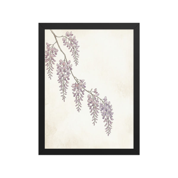 Affiche botanique glycine encadrée – Aquarelle mauve