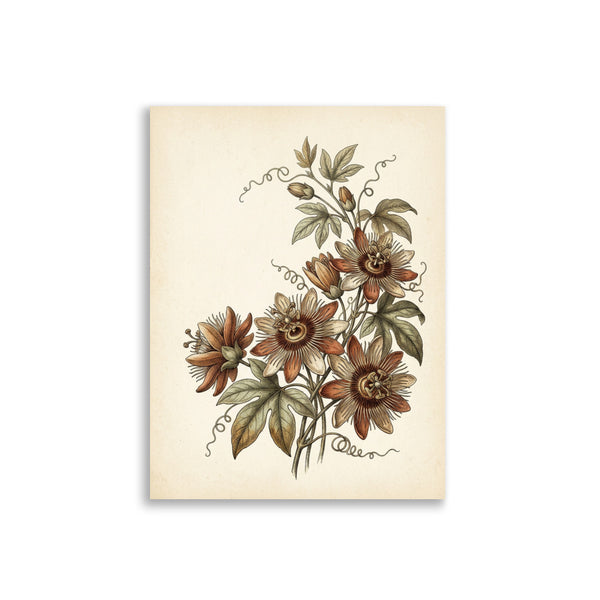 Affiche passiflore décoration murale sur fond blanc – gravure botanique vintage aux tons terracotta, ocre et beige ivoire, format 30×40 cm, papier mat galerie