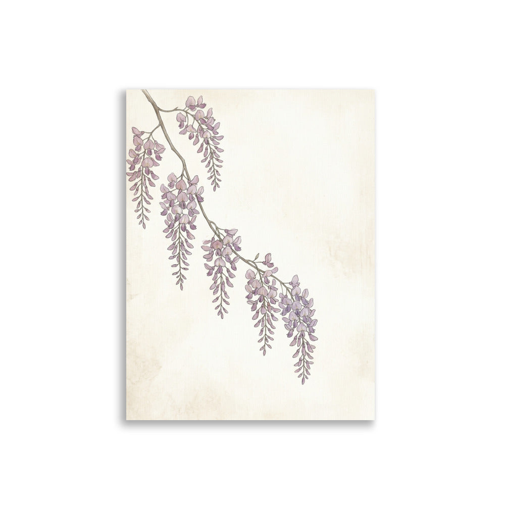 Affiche Botanique Glycine Aquarelle – Poster