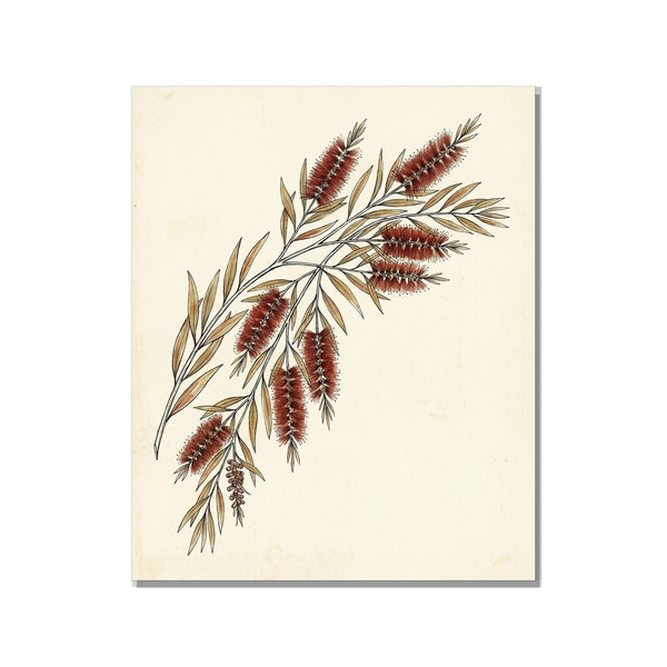 Toile déco botanique minimaliste callistemon australien, trait d'encre fin et aquarelle rouge brique sur fond ivoire, 40×60 cm sur châssis bois – fond blanc