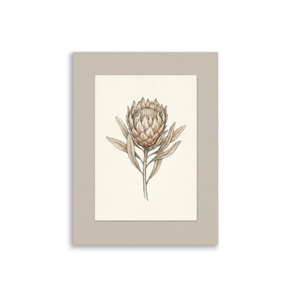 Affiche Botanique Protea – Herbier Minimaliste