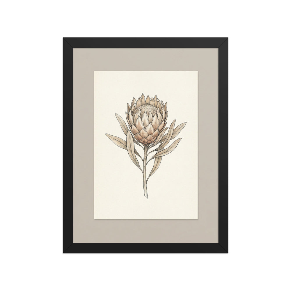 Affiche botanique encadrée – Protea King