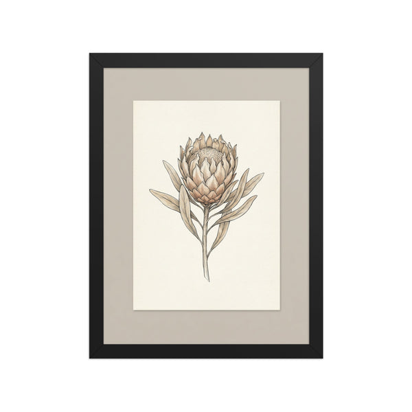 Affiche botanique encadrée – Protea King