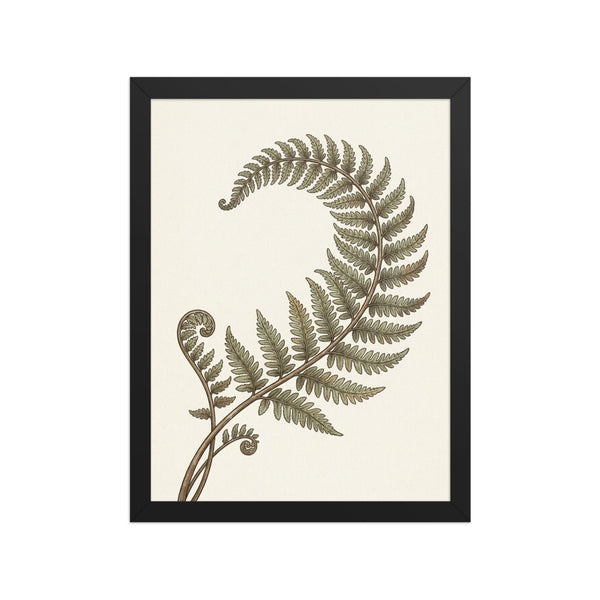 Poster fougère encadré décoration murale, illustration botanique style gravure naturaliste sur papier mat galerie, cadre bois 30×40 cm, fond crème chaud, vue packshot