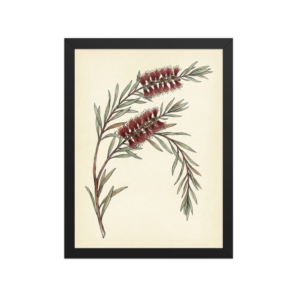 Affiche callistemon rince-bouteille illustration giclée sur papier mat ivoire, encadrée bois 30×40 cm, fond blanc studio — tracé encre fine et lavis aquarelle rouge brique