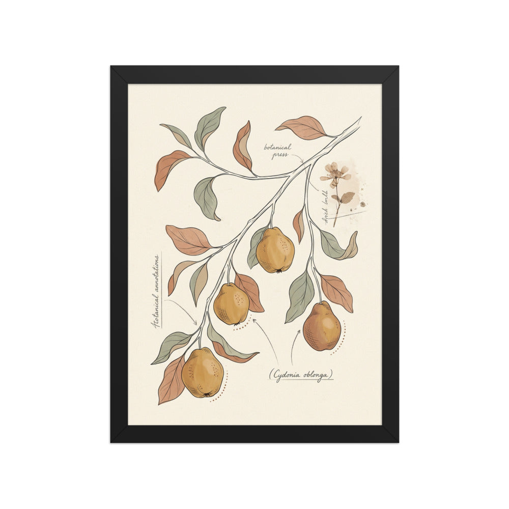 Affiche herbier bohème encadrée représentant une branche de cognassier aux fruits dorés et feuilles sauge, impression giclée sur papier mat galerie, cadre bois 30×40 cm, fond blanc studio