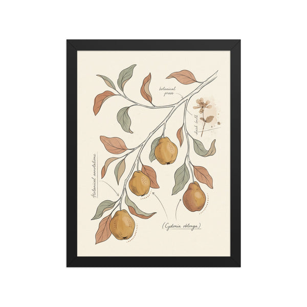 Affiche herbier bohème encadrée représentant une branche de cognassier aux fruits dorés et feuilles sauge, impression giclée sur papier mat galerie, cadre bois 30×40 cm, fond blanc studio