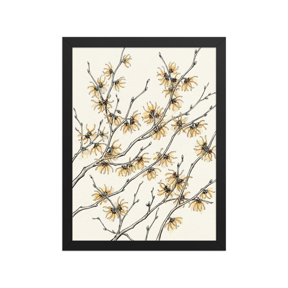 Poster encadré illustration botanique minimaliste représentant une branche d'hamamélis aux pétales filiformes dorés, impression giclée sur papier mat grainé fond crème ivoire, cadre bois 30×40 cm, fond blanc studio.