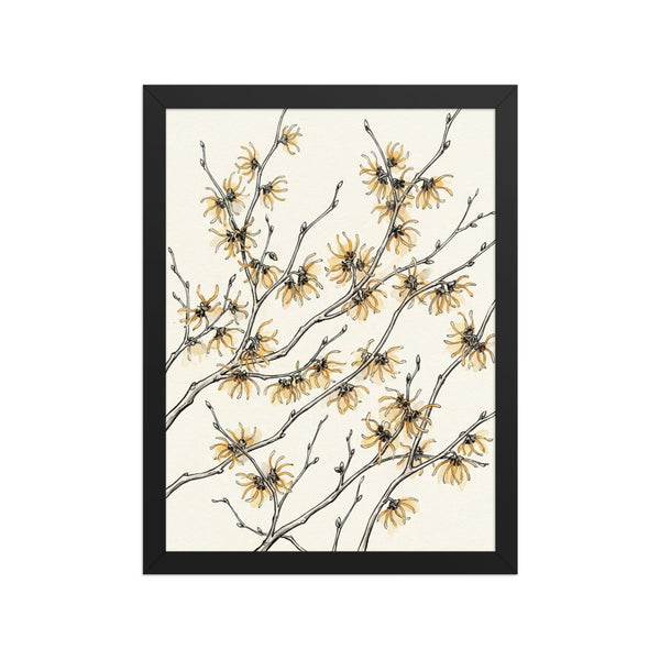 Poster encadré illustration botanique minimaliste représentant une branche d'hamamélis aux pétales filiformes dorés, impression giclée sur papier mat grainé fond crème ivoire, cadre bois 30×40 cm, fond blanc studio.