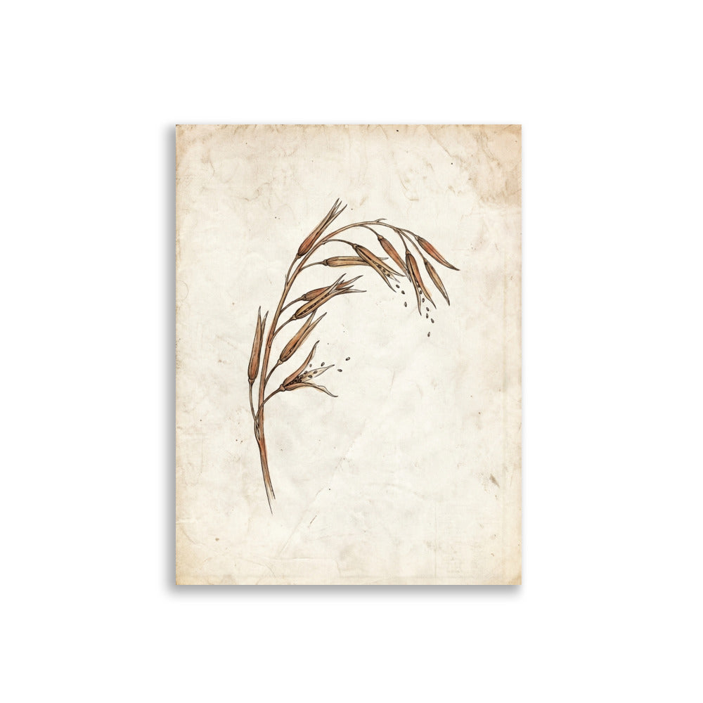 Poster herbier vintage bohème représentant une branche de sésame sauvage aux capsules entrouverts, lavis aquarelle terracotta et ivoire sur fond parchemin texturé, imprimé en haute définition sur papier mat galerie 30×40 cm, fond blanc studio