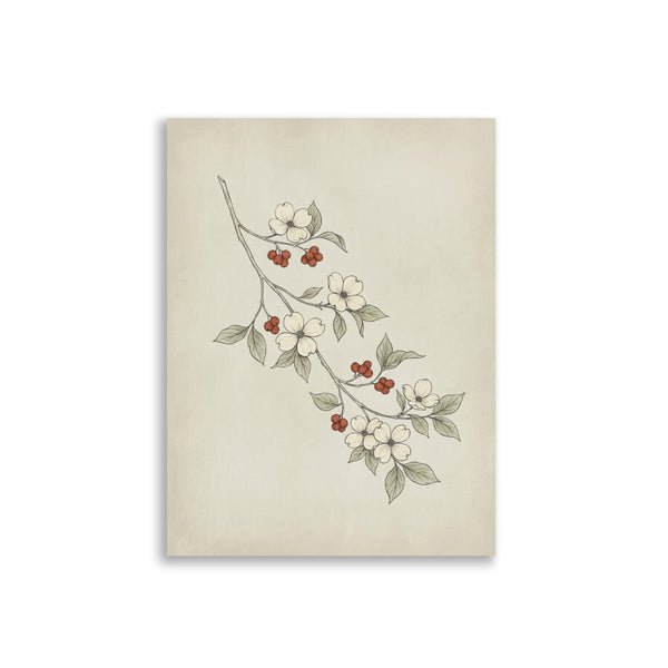Affiche botanique minimaliste représentant une branche de cornouiller en trait fin, fleurs blanc-crème et baies terracotta sur fond parchemin, format 30×40 cm papier mat galerie
