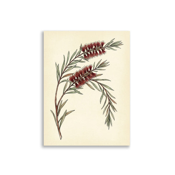Poster callistemon rince-bouteille illustration botanique encre fine et aquarelle sur fond ivoire, papier mat galerie 30×40 cm, fond blanc studio