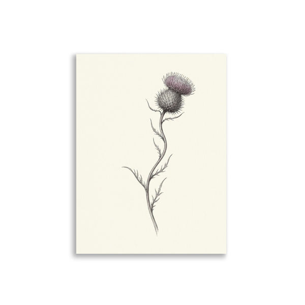 Affiche Herbier Scandinave – Chardon Sauvage