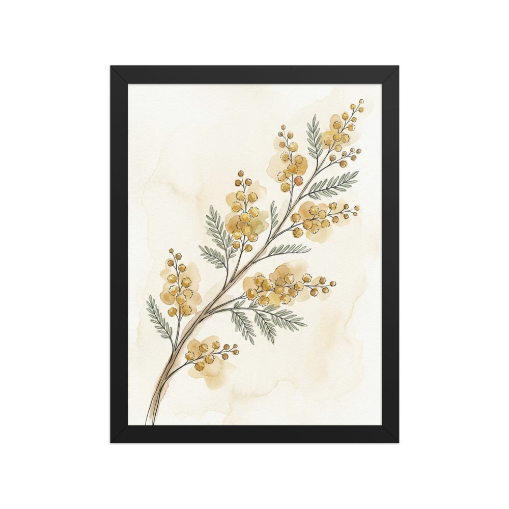 Affiche botanique encadrée acacia – Aquarelle