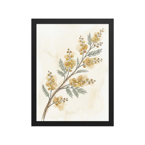 Affiche botanique encadrée acacia – Aquarelle