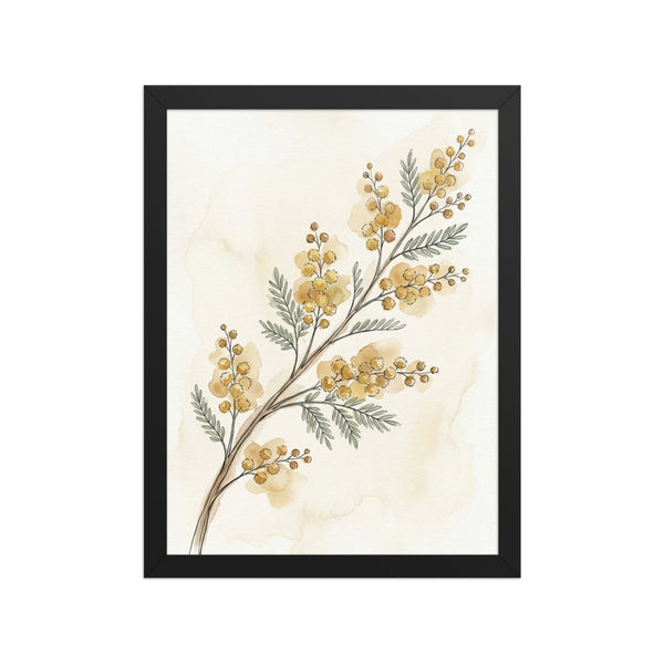 Affiche botanique encadrée acacia – Aquarelle