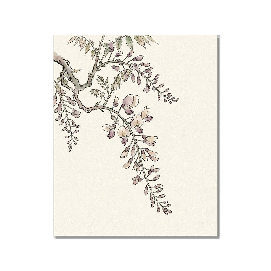 Toile décorative botanique aquarelle – Wisteria 40×60 cm - vue 1