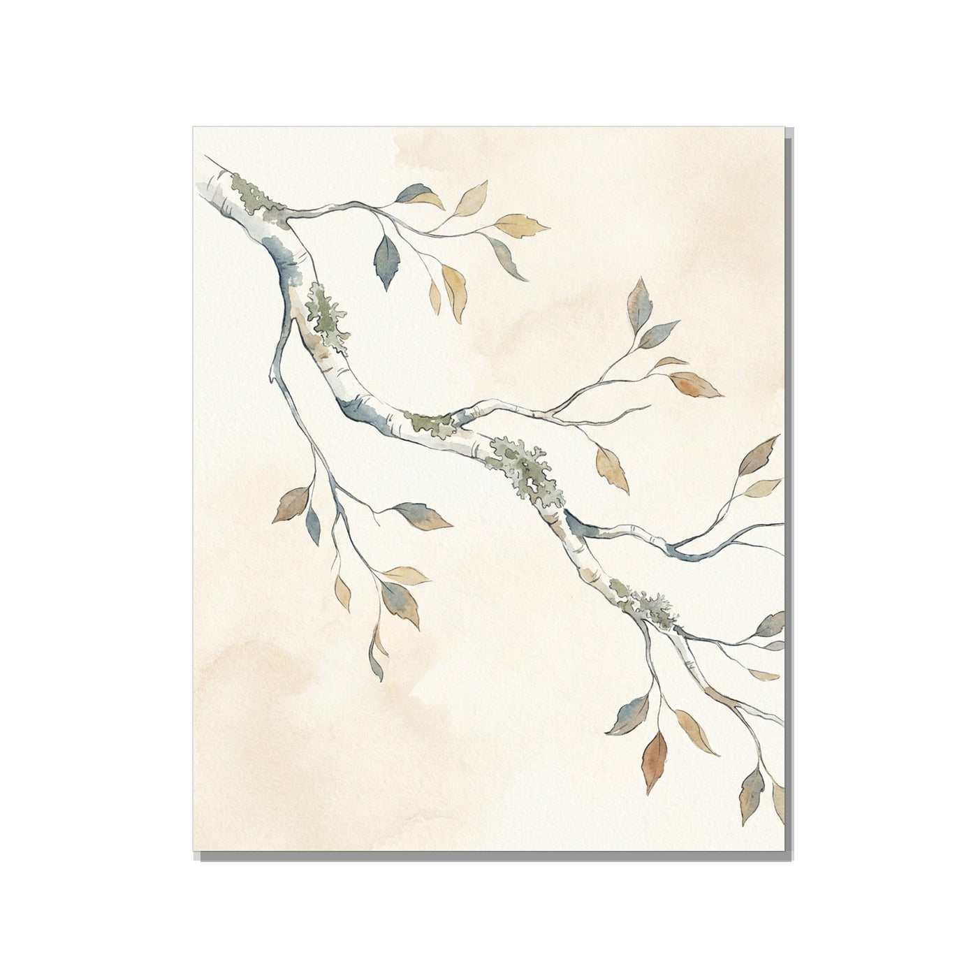 Toile canvas 40×60 cm – affiche botanique bouleau blanc avec lichens, impression giclée sur fond blanc studio