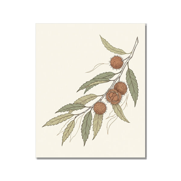 Toile canvas 40×60 cm – affiche botanique châtaignier, illustration ligne fine palette crème, vert sauge et terracotta sur fond blanc