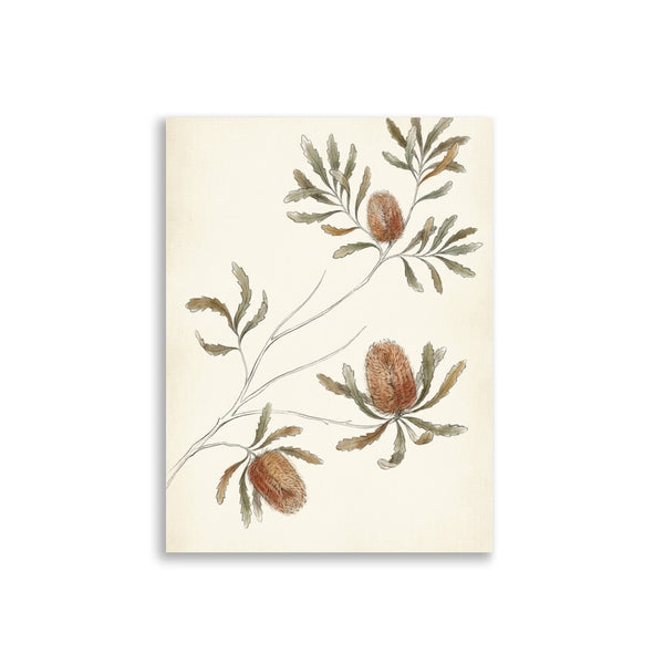 Poster Botanique Aquarelle – Banksia Boho