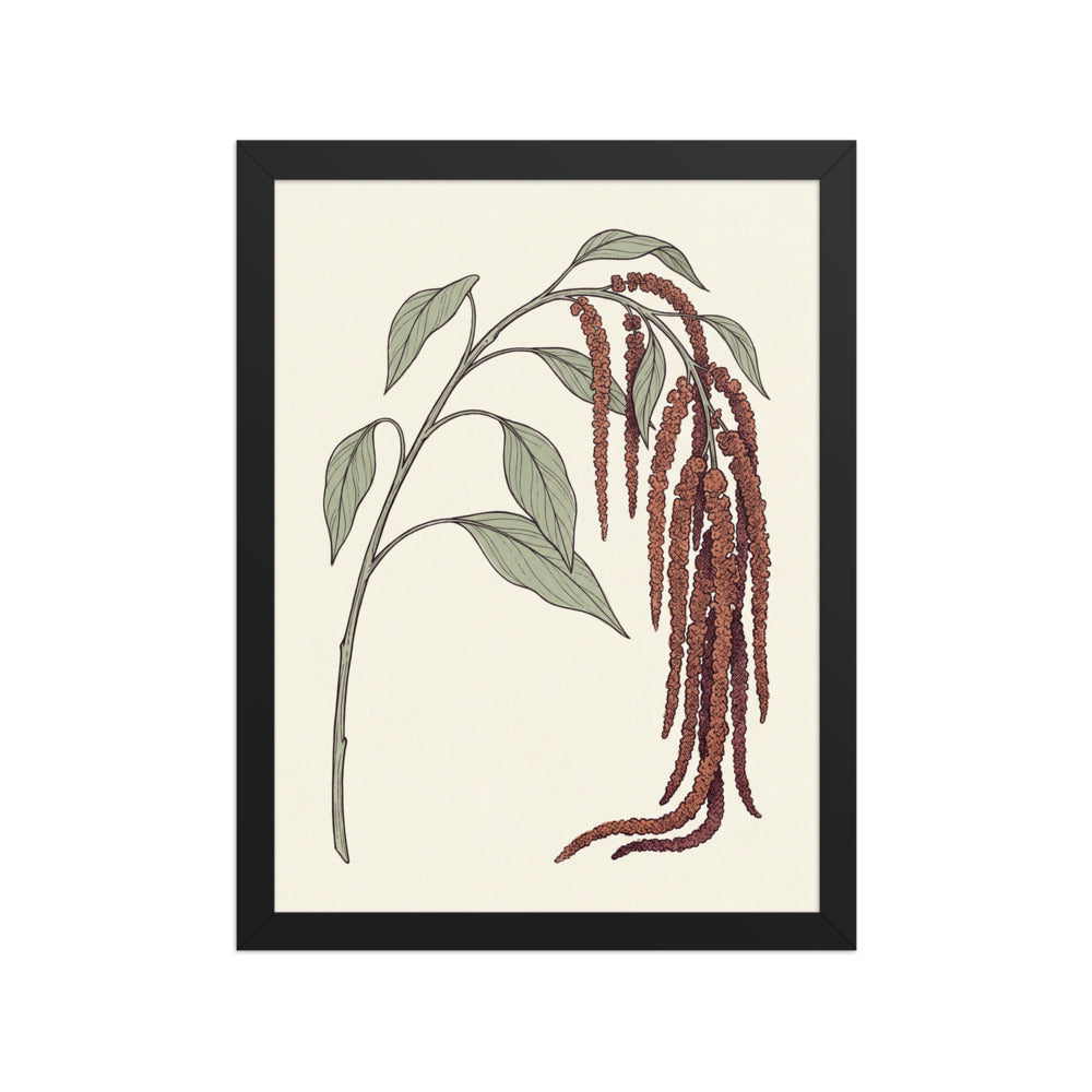 Affiche Amarante Illustration Botanique – Encadrée
