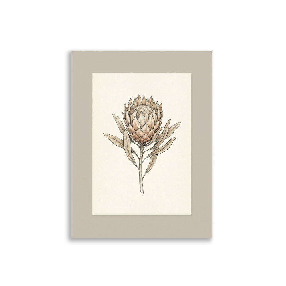 Affiche Botanique Protea – Herbier Minimaliste