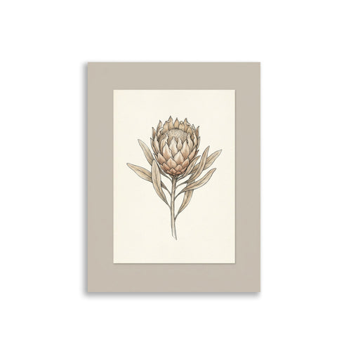 Affiche Botanique Protea – Herbier Minimaliste