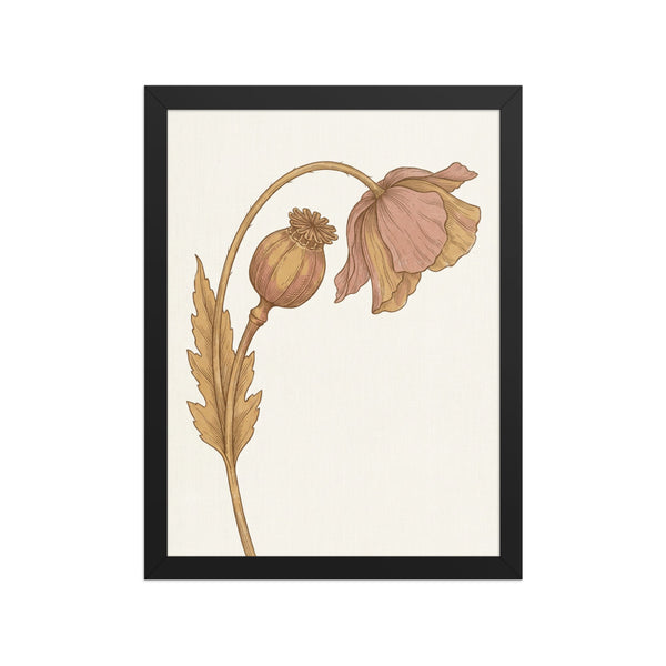 Affiche botanique encadrée 30x40 représentant une tige de pavot sauvage à l'encre fine, tons ocre et vieux rose, cadre bois inclus, sur fond blanc