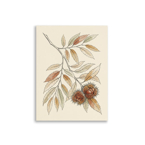 Affiche botanique châtaignier en illustration linéaire fine, branche aux feuilles dentelées et bogues épineuses sur fond crème, palette terracotta et vert sauge – format 30×40 cm, papier mat galerie