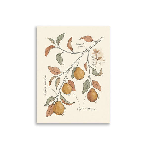Poster cognassier illustration botanique sur fond blanc — branche aux fruits dorés et feuilles vert sauge, papier mat qualité galerie 30×40 cm