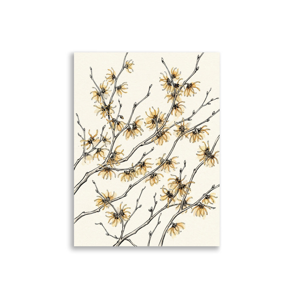 Affiche hamamélis fleurs jaunes sur fond blanc – illustration botanique encre fine et aquarelle, papier mat galerie 30×40 cm