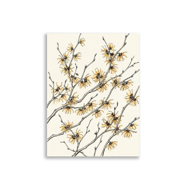 Affiche hamamélis fleurs jaunes sur fond blanc – illustration botanique encre fine et aquarelle, papier mat galerie 30×40 cm